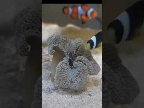 イソギンチャクの増やし方は？なぜ、どのように分割するのでしょうか?  庭園