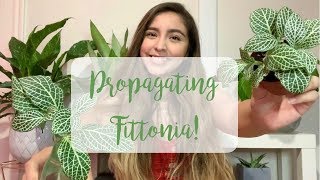 Fittonia Propagation | Soil vs Water