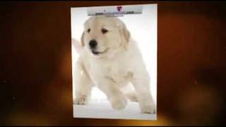 Puppy Training: Dog Obedience Training