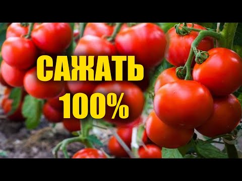 с 3 семян 5 тонн томатов, сажайте этот сорт помидор, не надо подкармливать и ухаживать! Растёт сам!