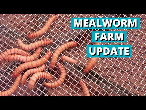 , title : 'Update on the Mealworm Farm we started to Feed our Chickens (Part2)'