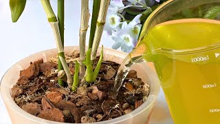 Gießen Sie es einfach in die Wurzeln der Orchidee! Orchideenwurzeln wachsen 500 % schneller