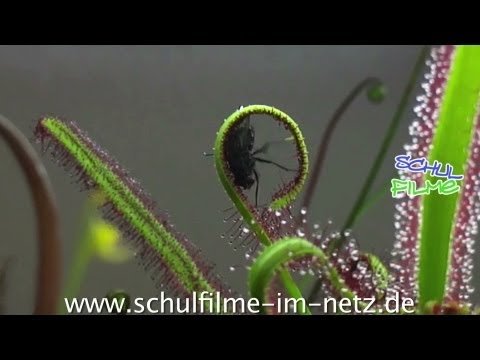 Fleischfressende Pflanzen - Schulfilm Biologie