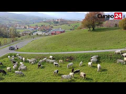 Vicoforte, sorpresa di fine ottobre: mucche al pascolo in via al Santuario