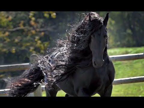 , title : 'The Beauty of Friesan horse||piękno koni fryzyjskich'