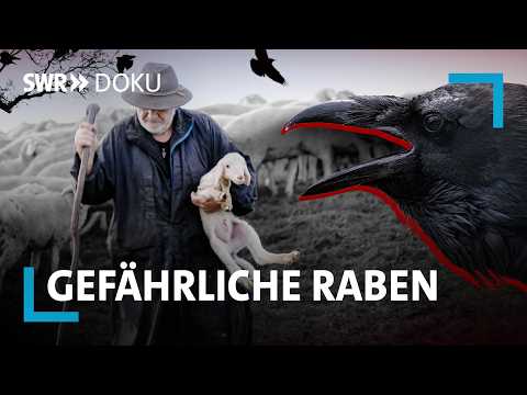 Töten Raben Lämmer oder Kälber? Ein Streit zwischen Tierhaltern und Naturschützern | SWR Doku