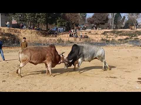 Cows are fighting in the desert.