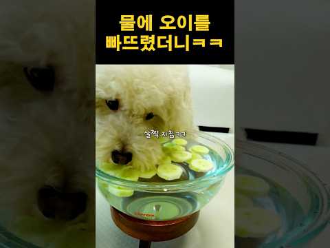물에 오이를 빠뜨렸더니ㅋㅋ | 강아지 먹방 ASMR