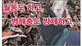 과수 월동 대책, 과일나무 월동도 하고, 병해충도 방제하고. (과일나무 월동 준비, 과일나무 월동 피복, 과…