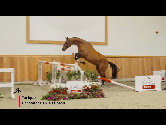 Tarique (Hernandez x Clinton)
