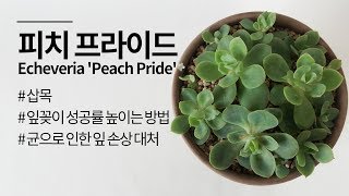 피치프라이드(다육이) 삽목, 잎꽂이 성공률 높이는 방법, 균 감염 대처 succulent(Echeveria …