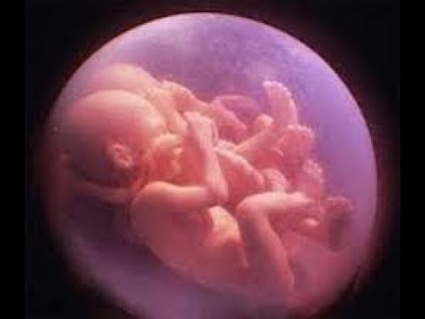 Primeira e Segunda Semanas de Desenvolvimento Humano, Placentação e Gemelidade (Medicina - UNESP)