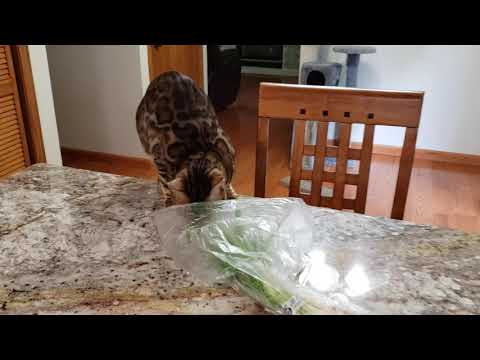 Bengal cat eating onions!