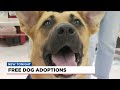 Free Dog Adoptions