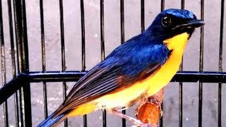 Download lagu Pancingan Tledekan/sulingan Gunung Fighter Gacor Ngeroll mp3