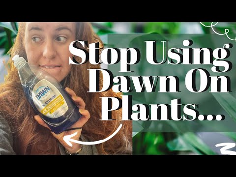 STOP Using Dawn Dish Soap On Your Plants. New Study Shows The Dangers Using Dish Soap To Treat Pests