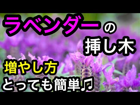 ラベンダーの移植: これがどのように行われるか 植物
