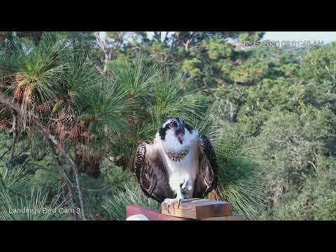 Fledgling Sounds Off While Perched In Front Of Savannah Osprey Cam – July 15, 2020