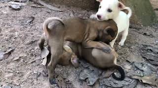 #doglife #dogs #beautifuldogs #amazingdogs #shortvideo #cutedogs #funnyanimal #animals #funnydogs