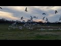 Feed The Ring Billed Gulls 5