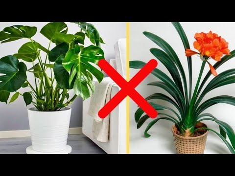 , title : 'Pass bloß auf, wenn du diese Pflanzen im Haus hast!'