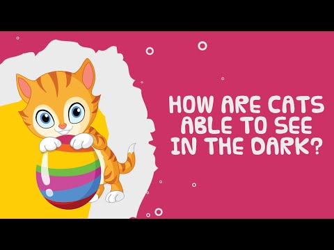 How Are Cats Able To See In The Dark? - YouTube