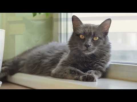 [Nebelung Cat] How do I identify a Nebelung cat? Are Nebelung cats aggressive?