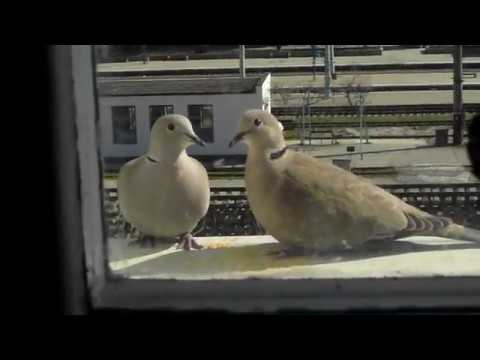 Парочка диких голубей залетела в гости)