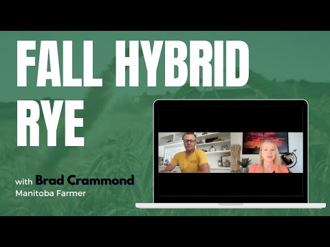 From Skeptic to Advocate: Brad Crammond’s Hybrid Rye Journey I KWS Hybrid Rye Product Spotlight