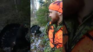 Crazy capercaillie / hullu metso passikaverina