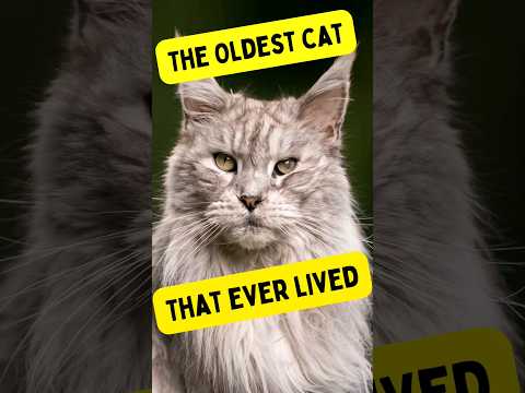 The oldest cat that ever lived in the world #cat #catsfacts #catshorts #cats