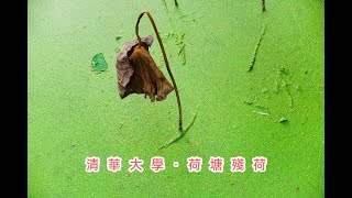 清華大學 Inside Tsinghua University’s Secret Lotus Pond