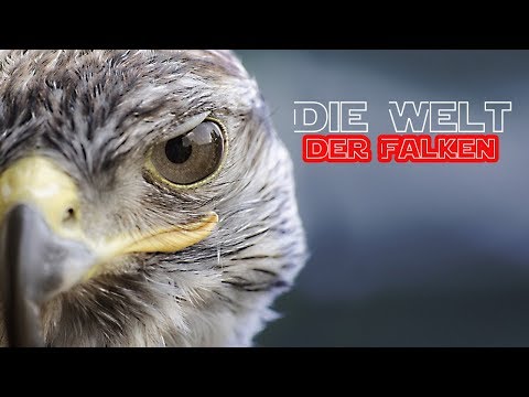 Die Welt der Falken (Ganze Dokumentation über Falken, Doku über Raubvögel) *HD*