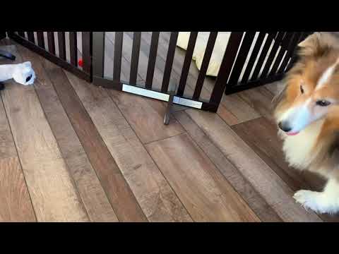 Sheltie playing with puppy