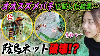 オオスズメバチ対策に防鳥ネットをかけてみたら破壊された！？