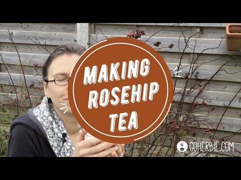 download lagu mp3 mp4 Rosehip Tea Recipe, download lagu Rosehip Tea Recipe gratis, unduh video klip Rosehip Tea Recipe