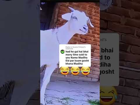 Madiha ka bakra🤣🤣|Madiha name funny bakra video