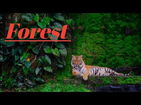 forest, animals, water fall, with relaxing music