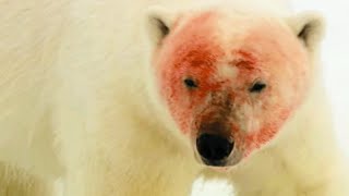 Ice Cold Killers: The Most Vicious Predators On Ice | WORLD'S DEADLIEST | Real Wild