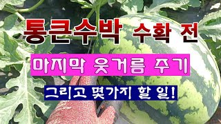 [텃밭농부 1,985]  통큰수박 수확 전 마지막 웃거름 주기. 그리고 할 일 몇가지! #수박재배