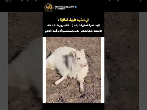 ردة فعل العنزة الصغيرة عندما تركت القطيع #shorts  #كوميديات#ضحك