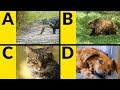 ABC Animals For Children Learn Alphabet With Animals For Toddlers Kids