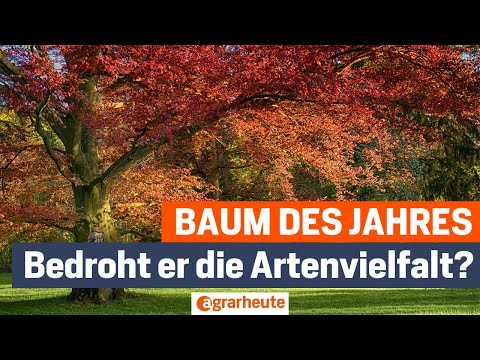 Roteiche: Gefährdet der Baum des Jahres unsere Artenvielfalt?