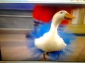 Big Comfy Couch Dance Academy The Pon De Duck