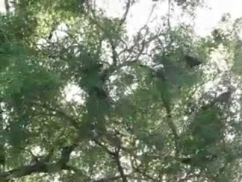 Sounds of the African Bush: Grey Go-Away-Birds.