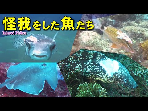 怪我をした魚たち