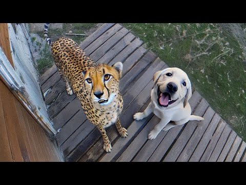 Cuando tu mascota trae un amigo a casa!
