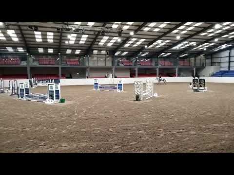 4YO 148 SHOWJUMPING SUPERSTAR - FAB TEMPERAMENT - Image 2