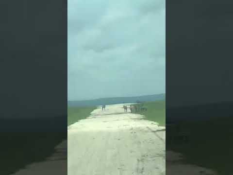 Animals on the Runway