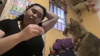 [癒し動画] どうしてもお餅が食べたいシャネル。